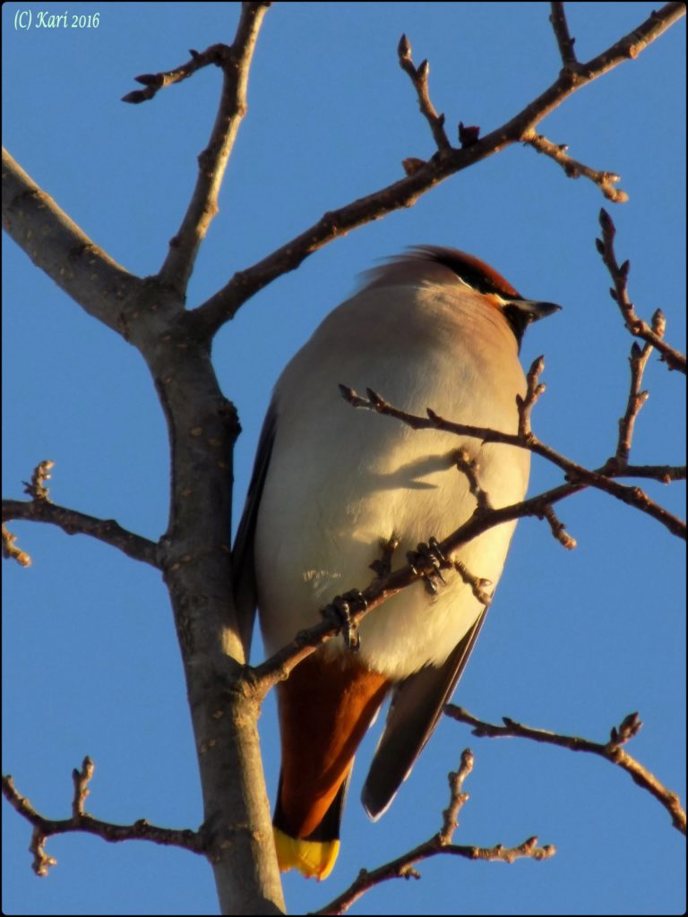 Valokuvaaja: Kari Saarinen