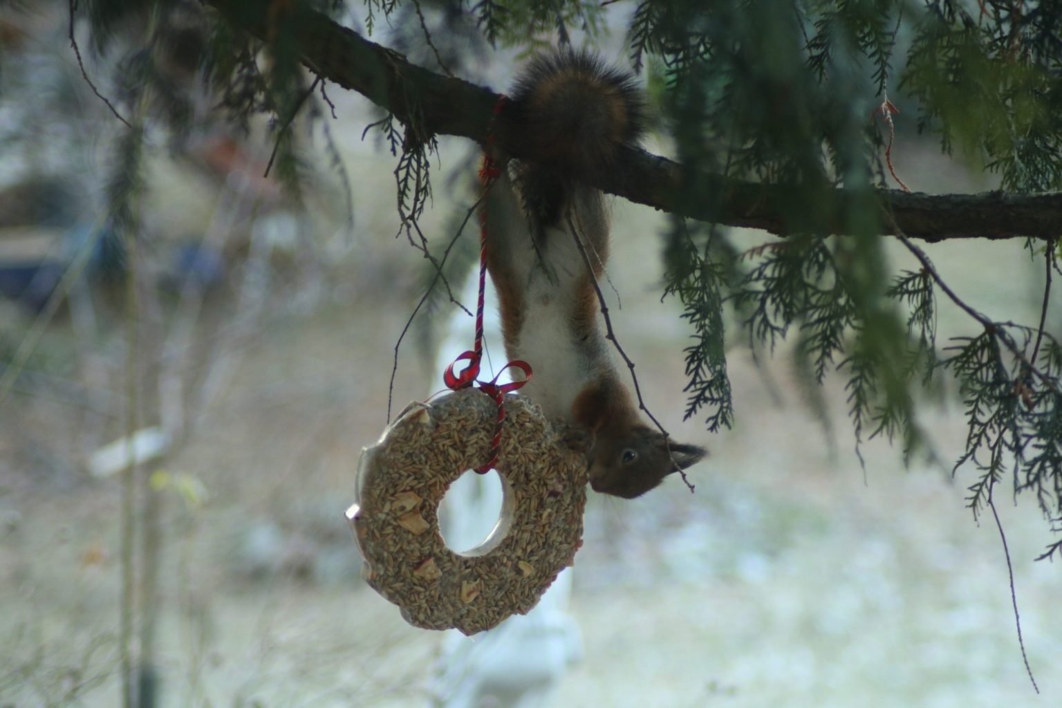 Valokuvaaja: Krista Kujala