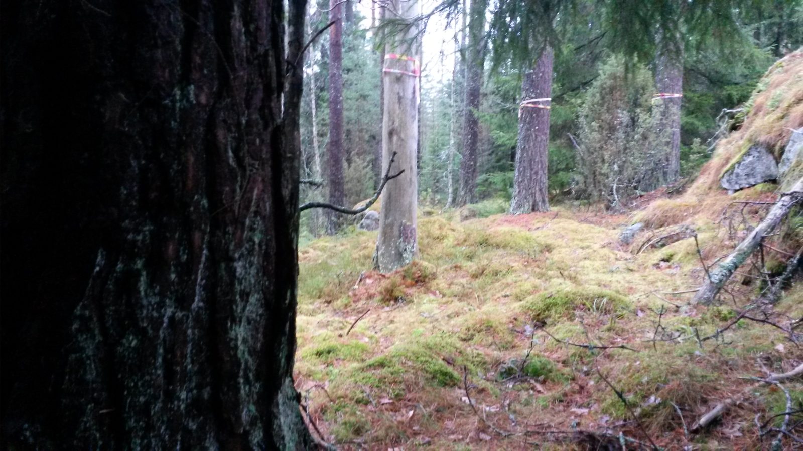 Valokuvaaja: Nimetön