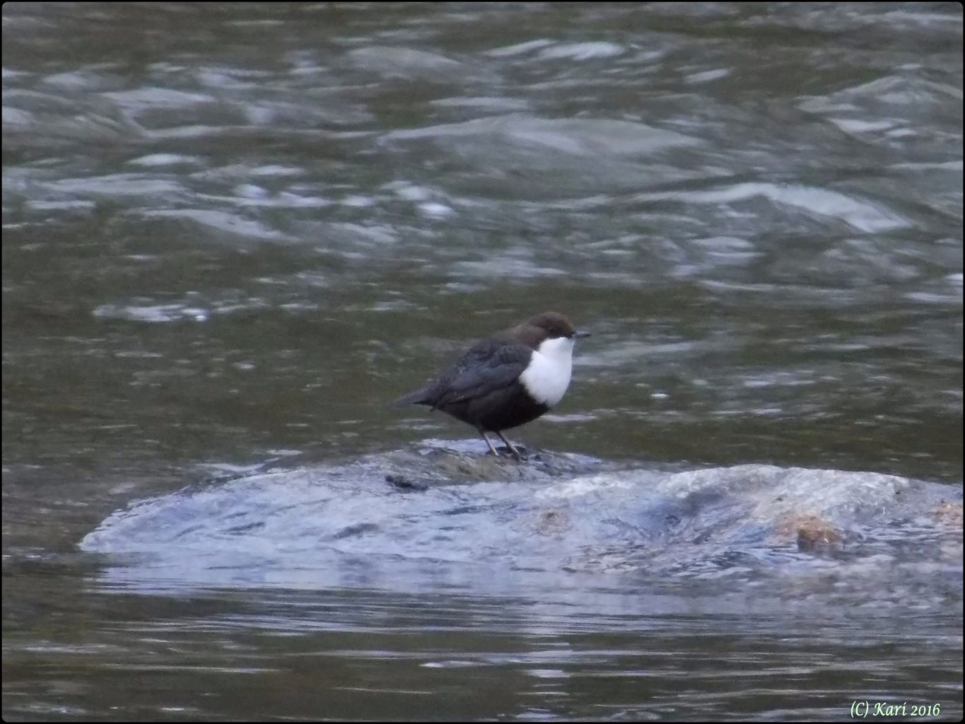 Valokuvaaja: Kari Saarinen