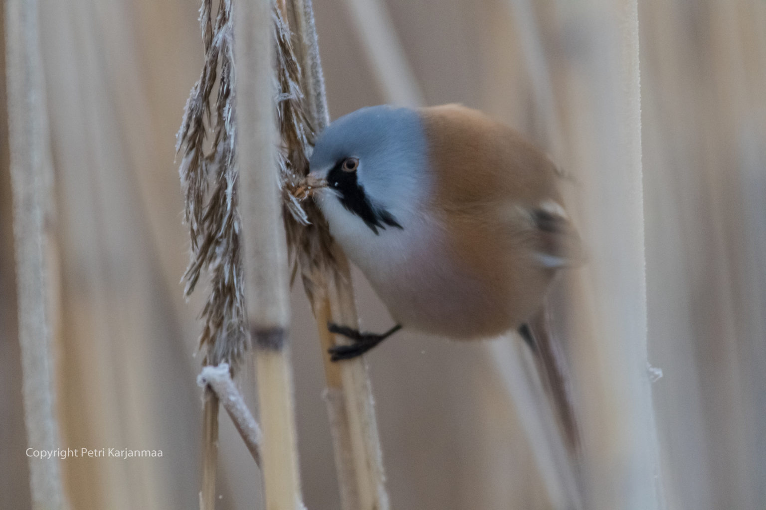 Valokuvaaja: petri karjanmaa