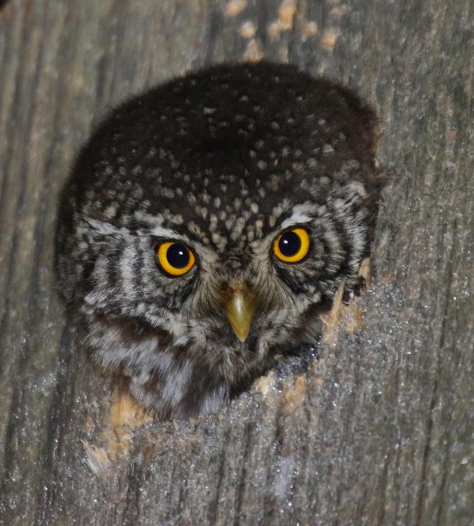 Valokuvaaja: Päivi Ronkainen Valokuvaaja: Päivi Ronkainen