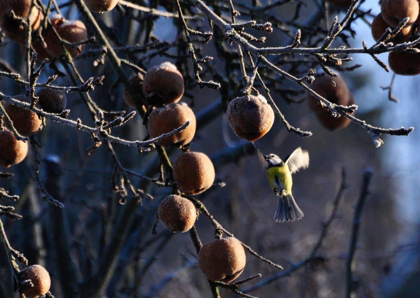 Valokuvaaja: Jenni Merilä