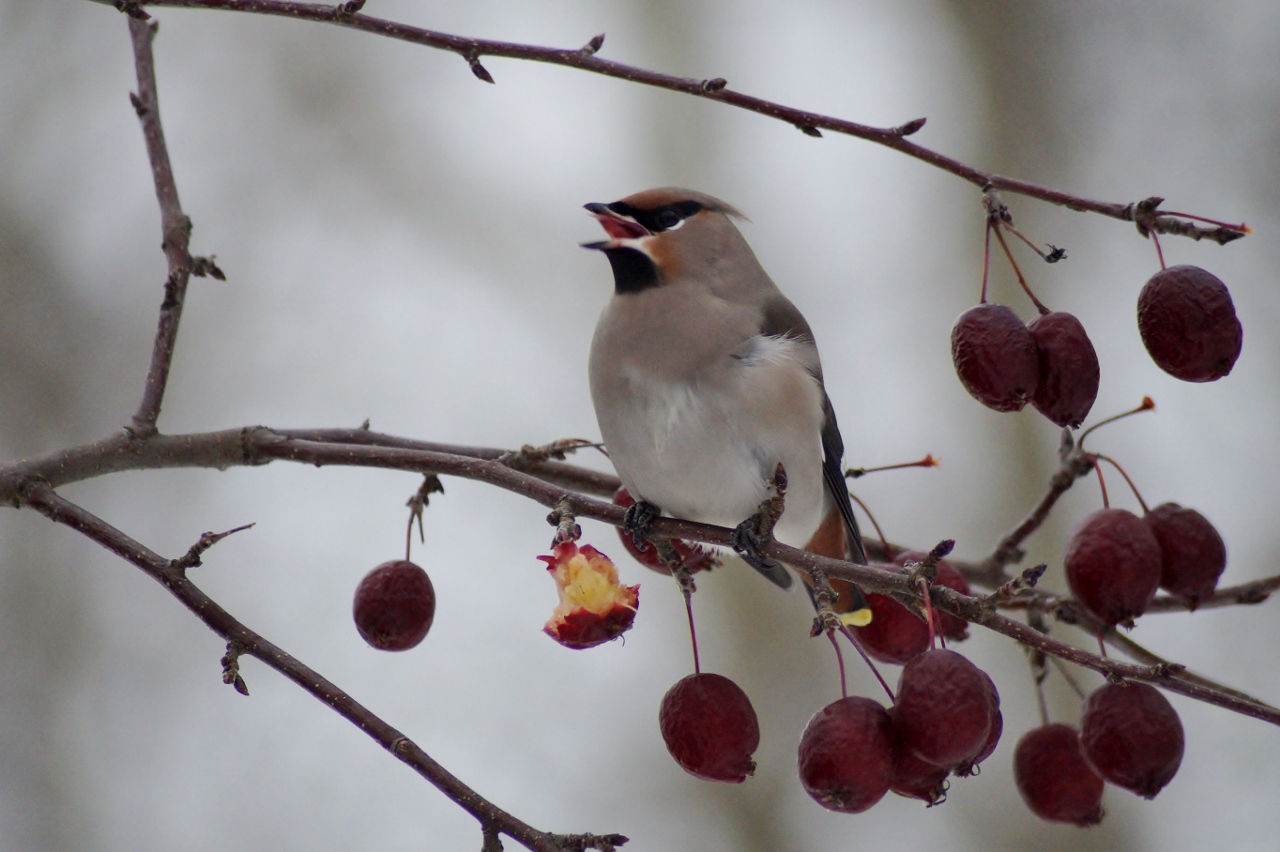Valokuvaaja: Maarit Siitonen