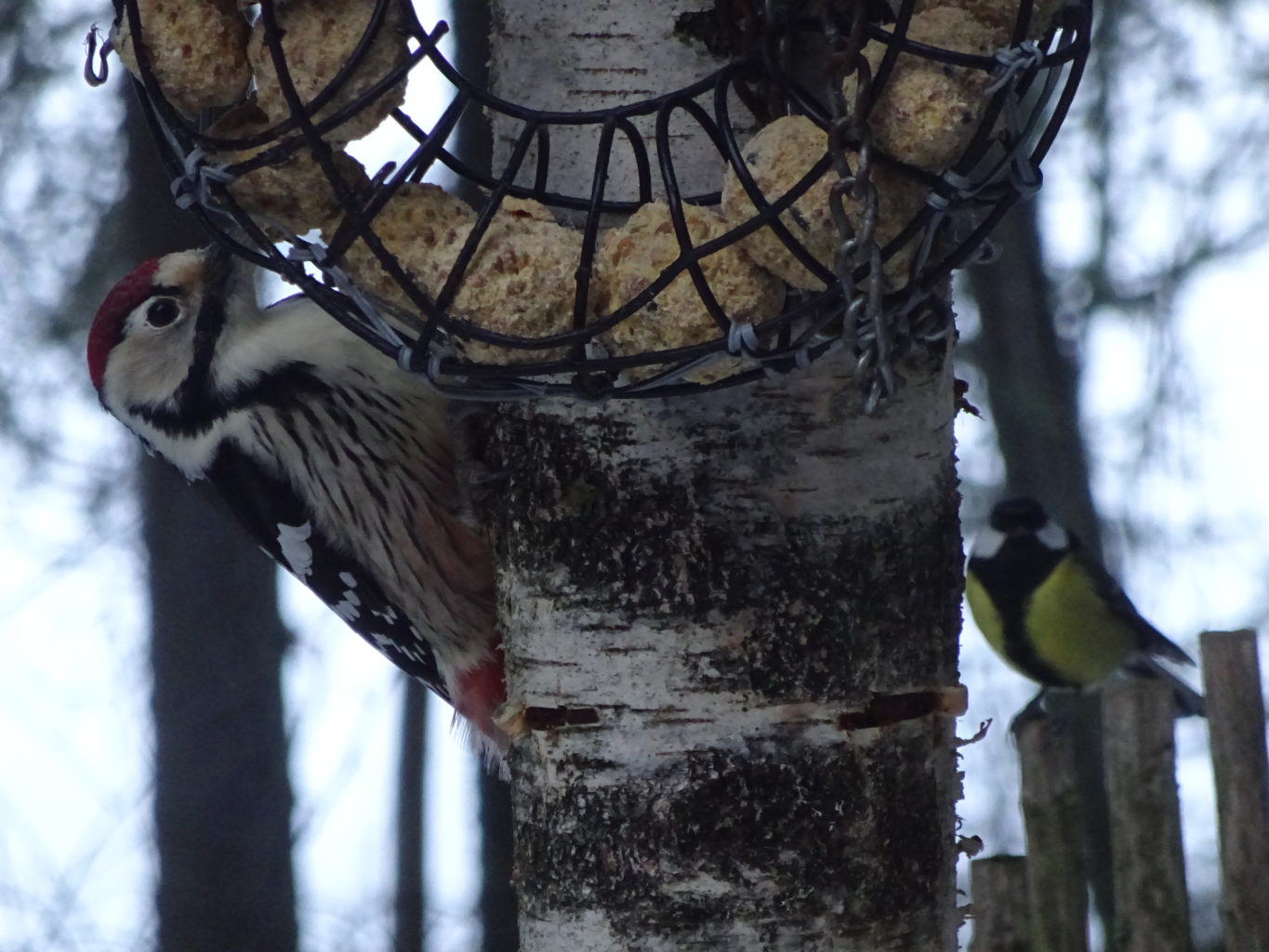 Valokuvaaja: Anja Mustamaa