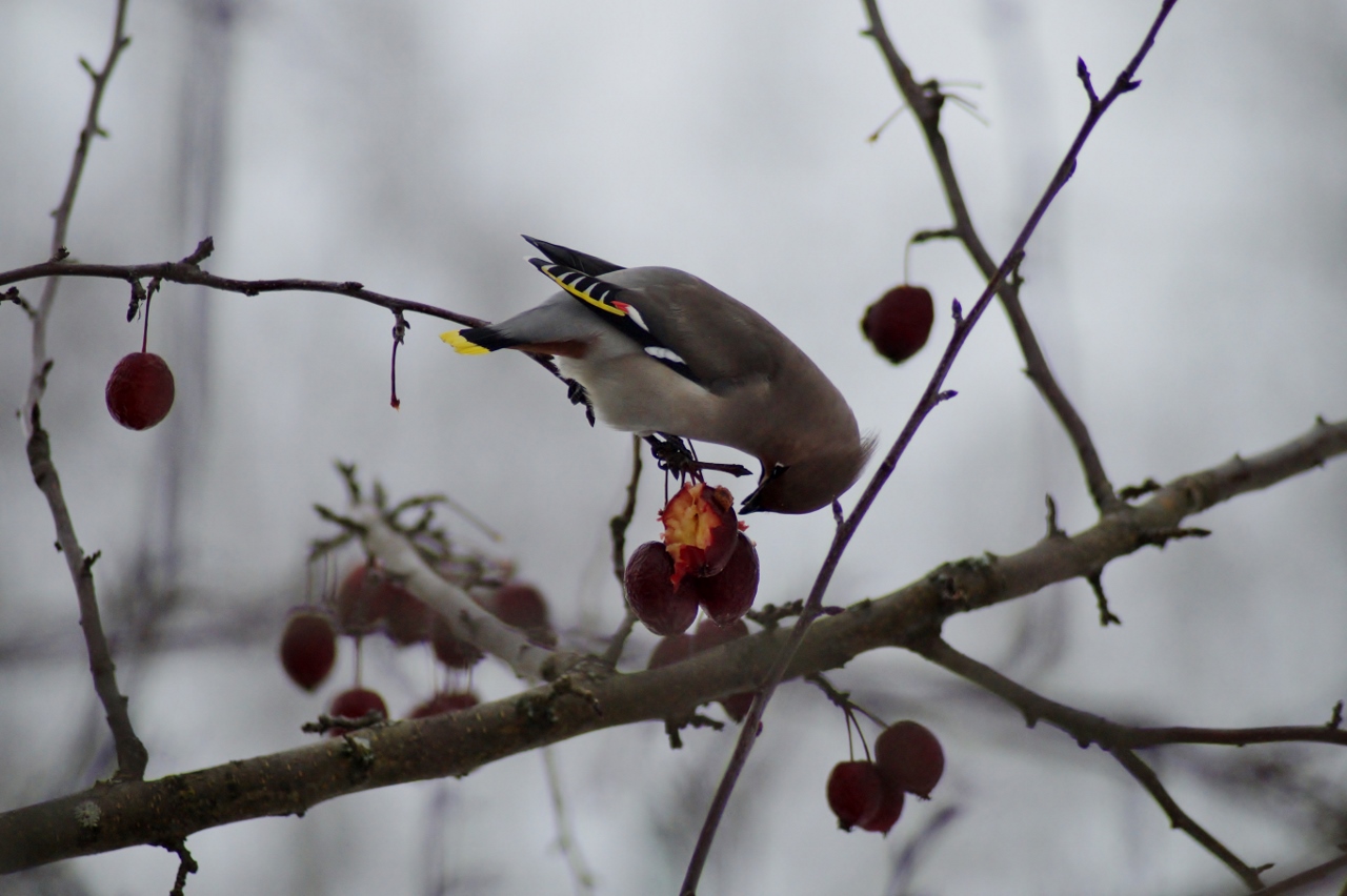 Valokuvaaja: Maarit Siitonen Valokuvaaja: Maarit Siitonen