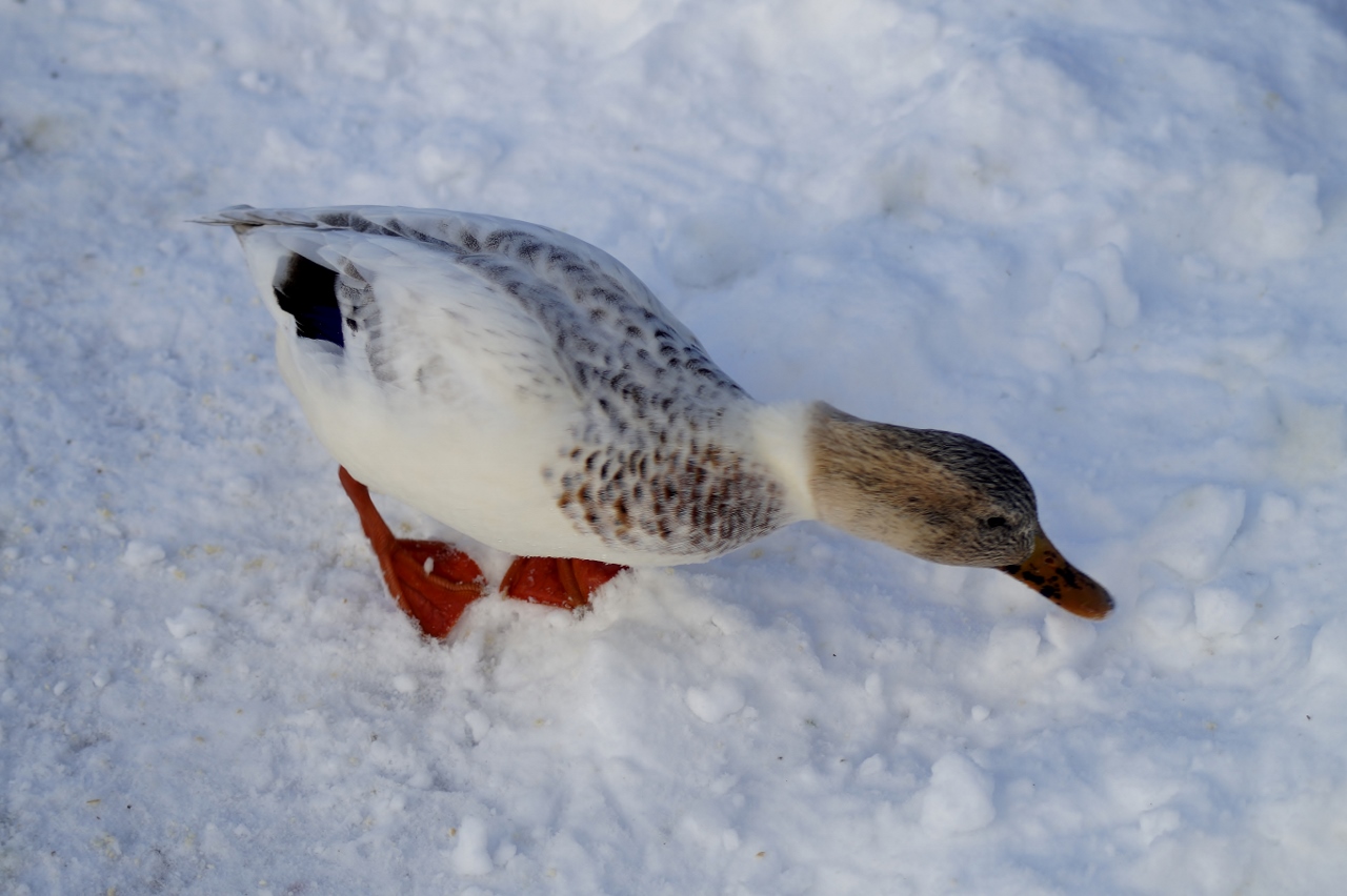 Valokuvaaja: Maarit Siitonen