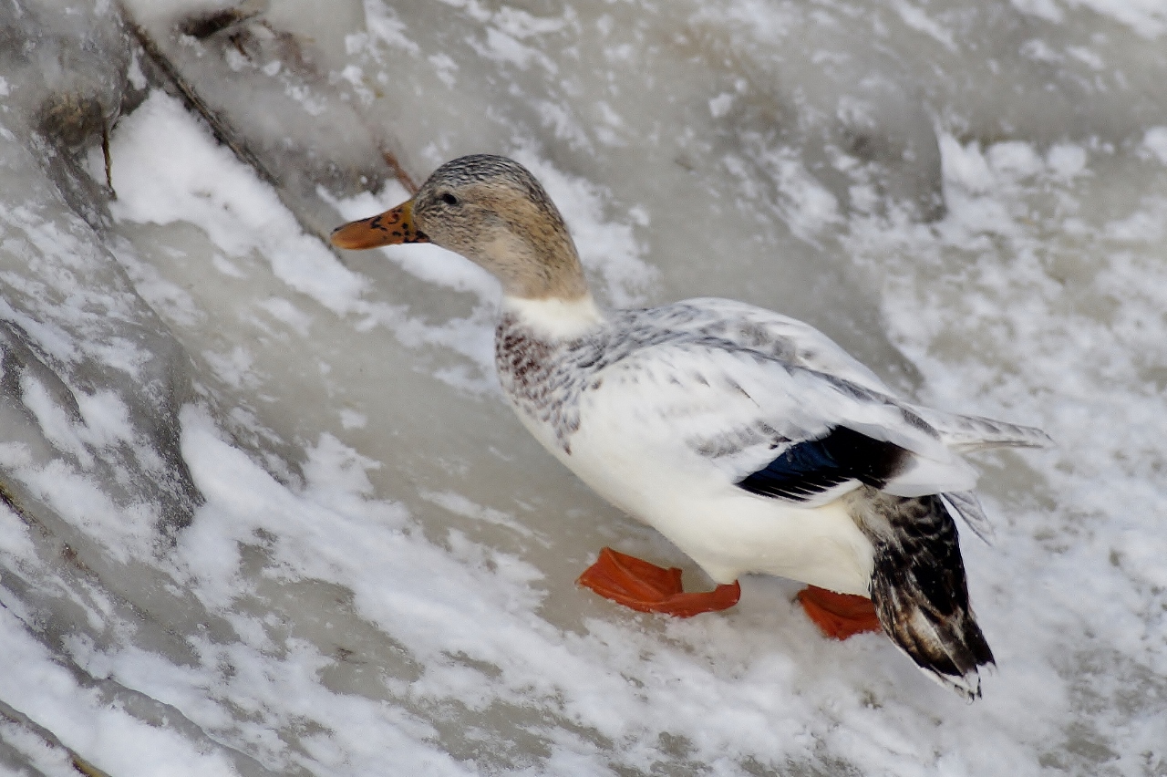 Valokuvaaja: Maarit Siitonen