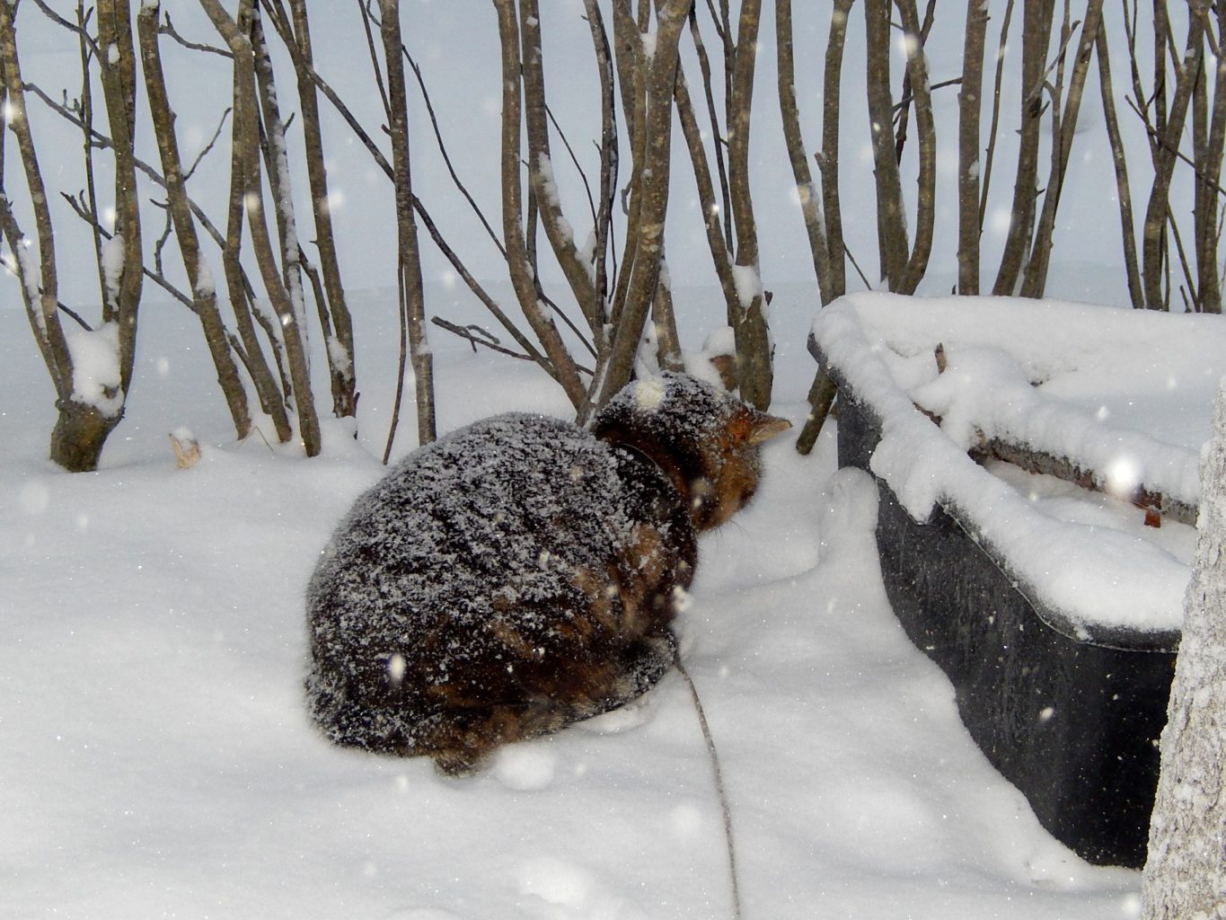 Valokuvaaja: Pirkko Siukonen