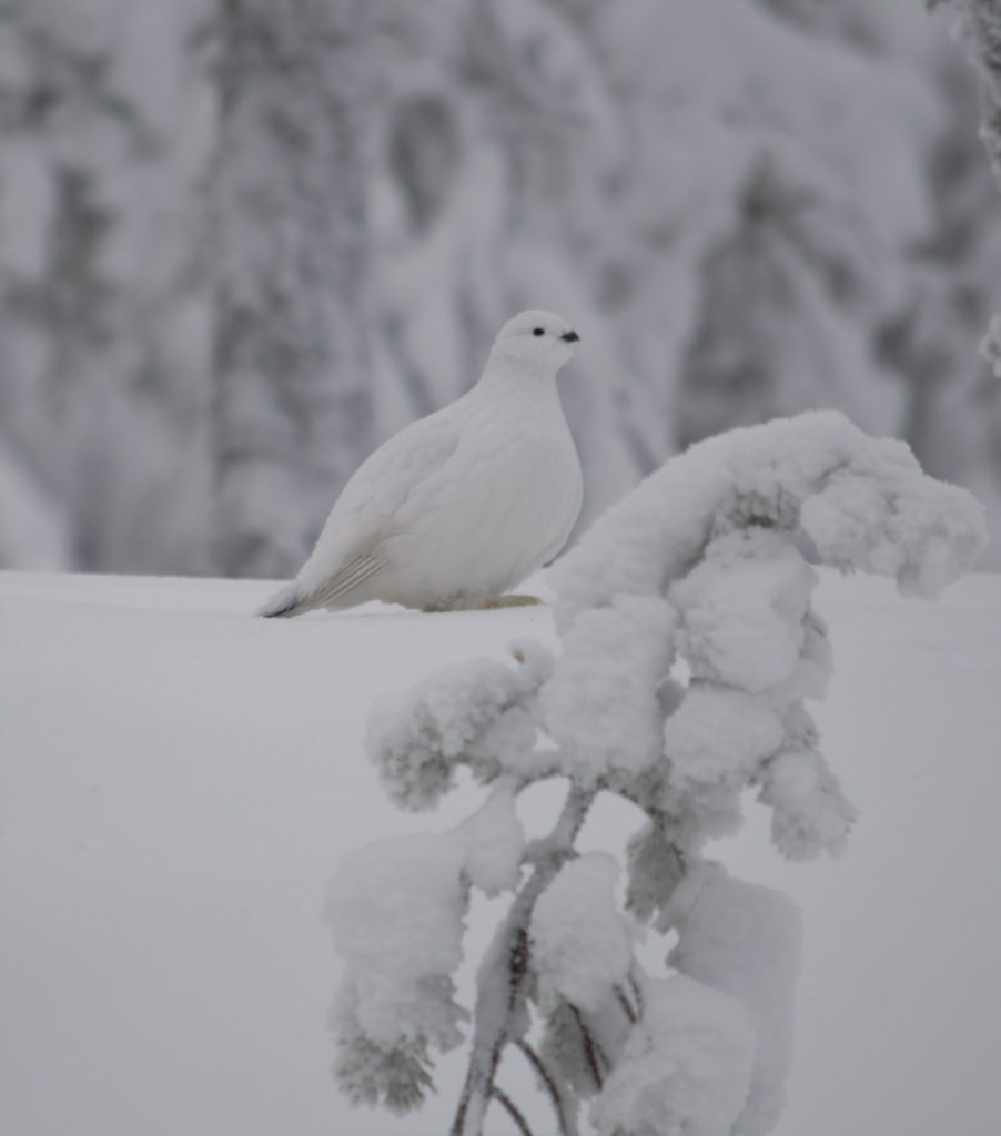 Valokuvaaja: Kirsi Hirvonen