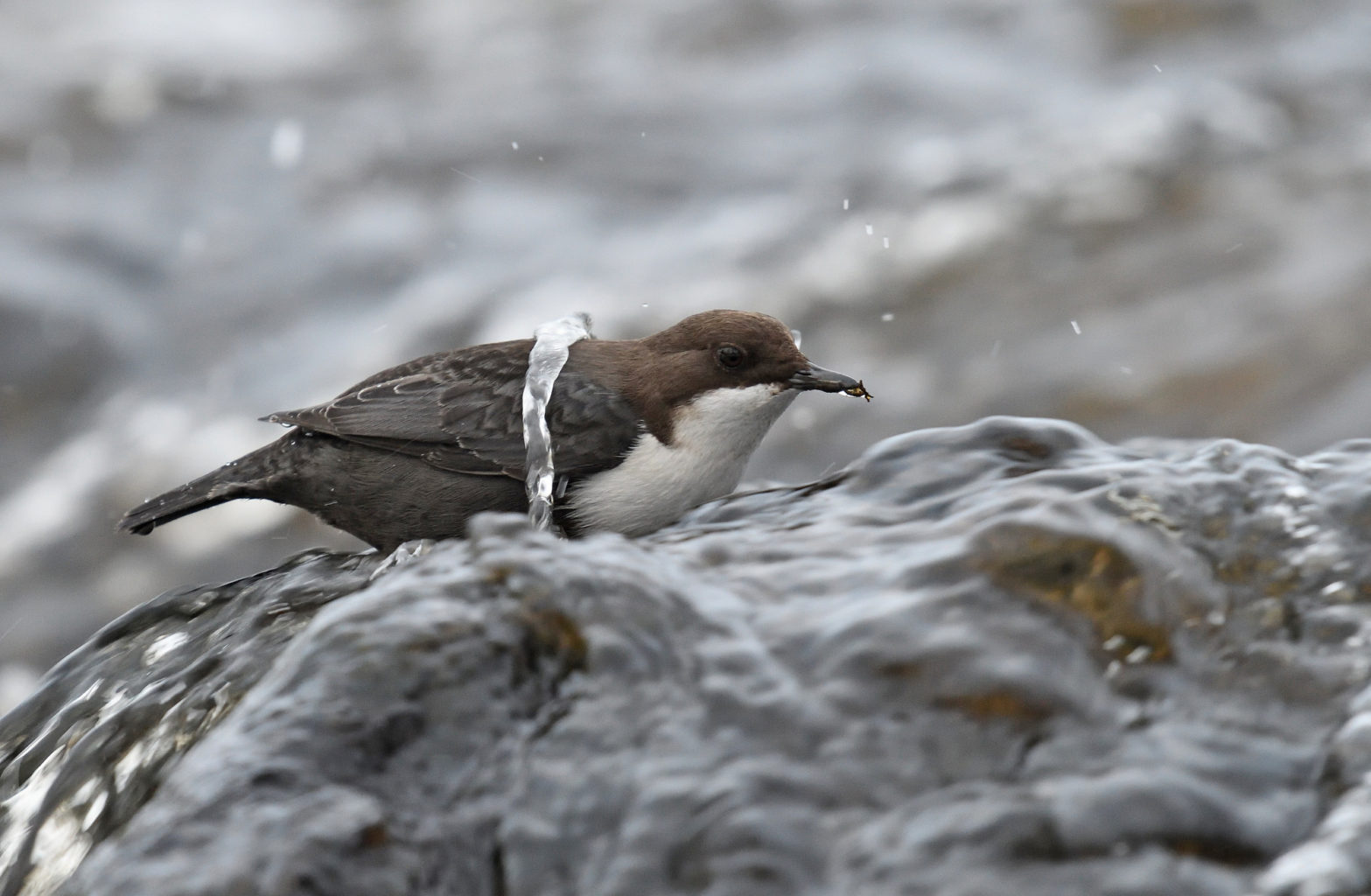 Valokuvaaja: Ari Masalin