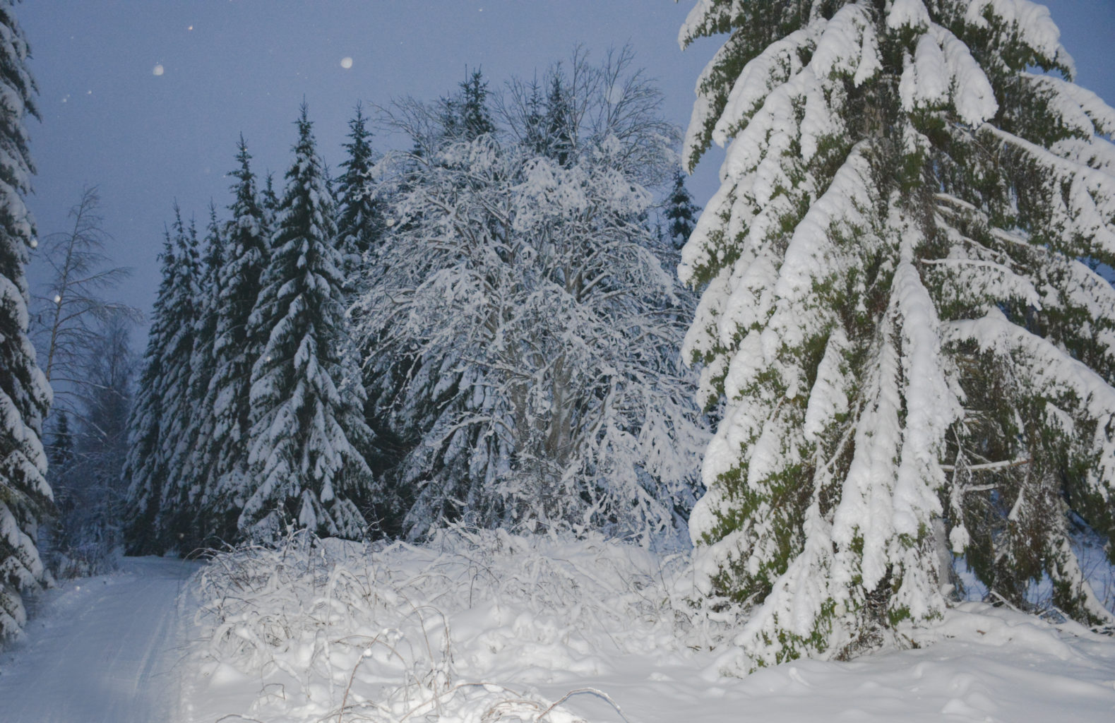 Valokuvaaja: MAIJA SAVOLAINEN