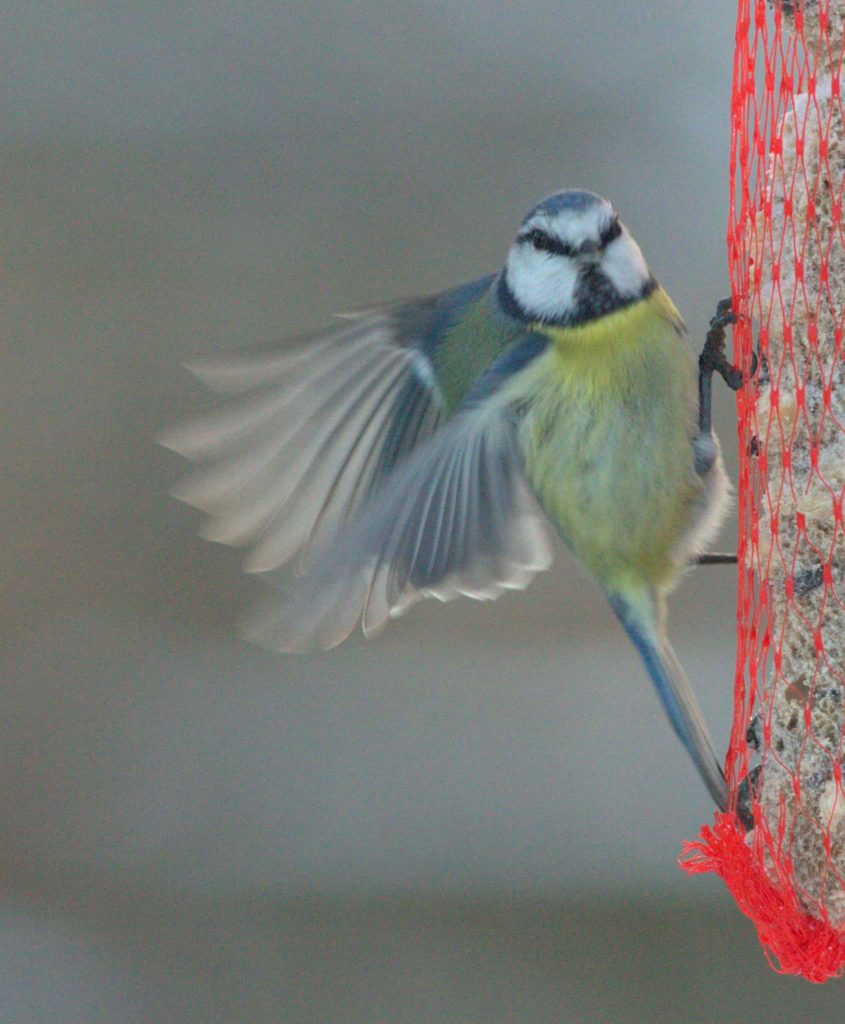 Valokuvaaja: Tapio Keinonen Valokuvaaja: Tapio Keinonen