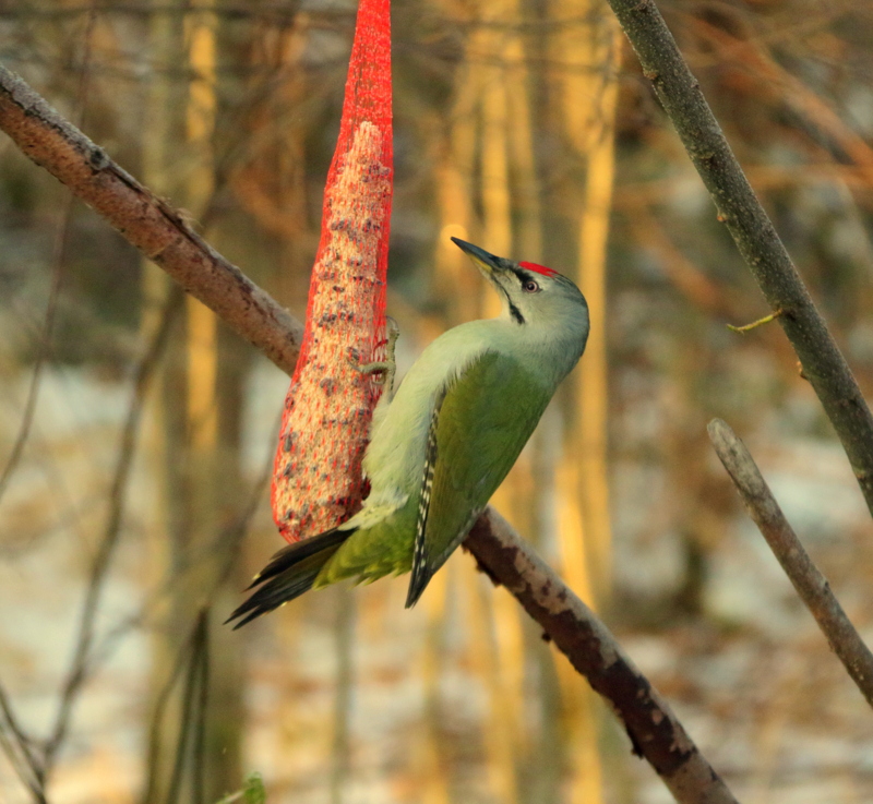 Valokuvaaja: Jouko Lahtinen Valokuvaaja: Jouko Lahtinen
