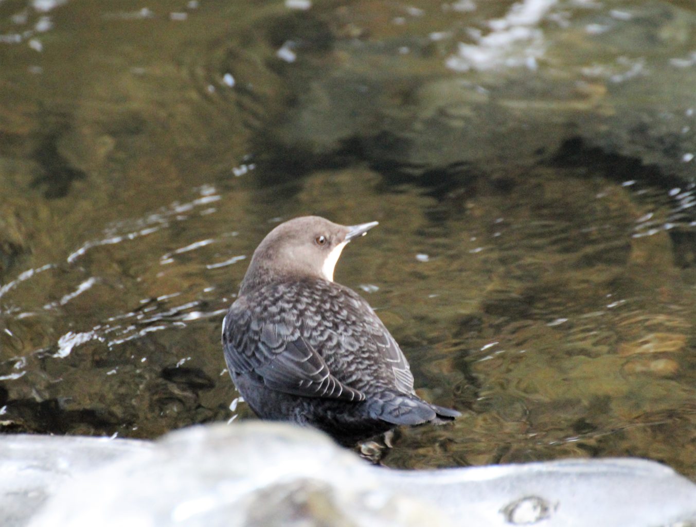 Valokuvaaja: Irja Lehtinen