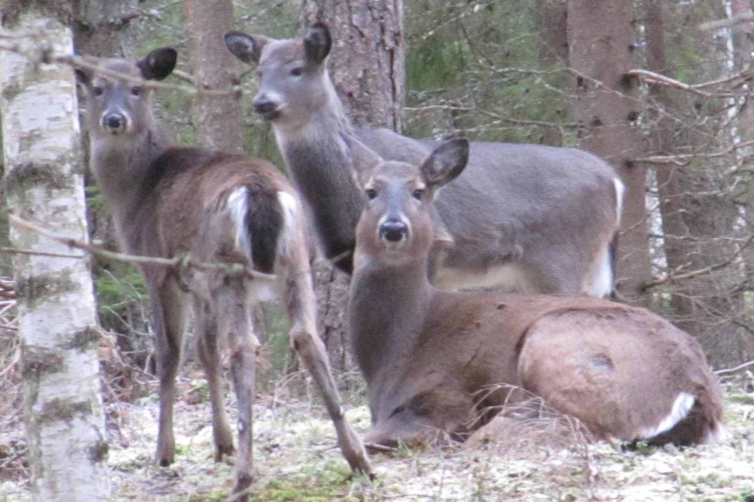 Valokuvaaja: Mariitta Nenonen