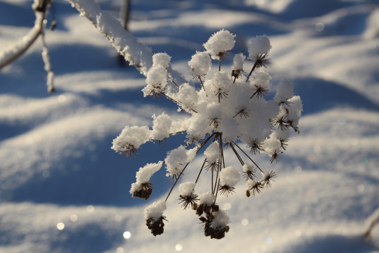 Valokuvaaja: Tiina Laihanen