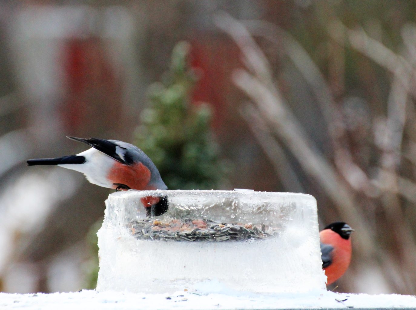 Valokuvaaja: Irja Lehtinen