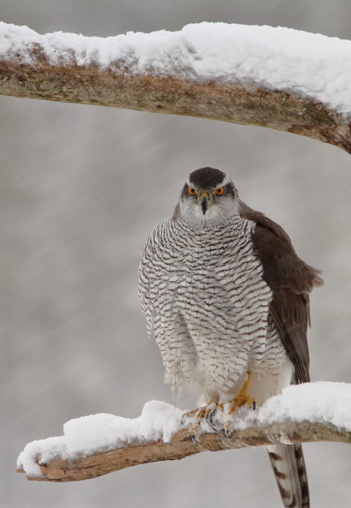 Valokuvaaja: Lasse Kokko
