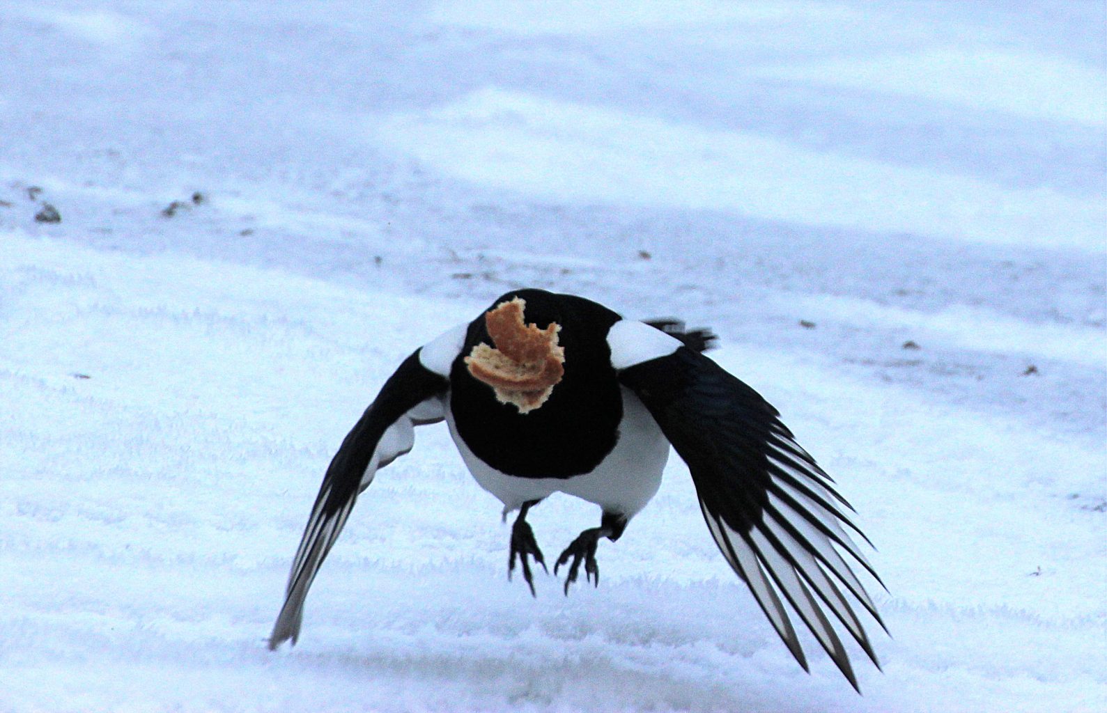 Valokuvaaja: Irja Lehtinen