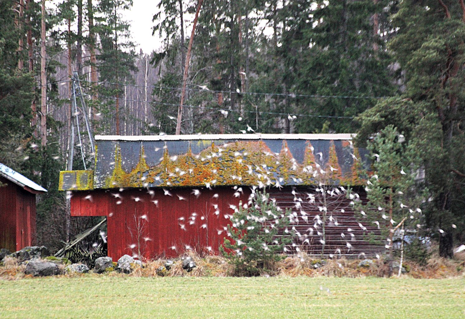 Valokuvaaja: Irja Lehtinen