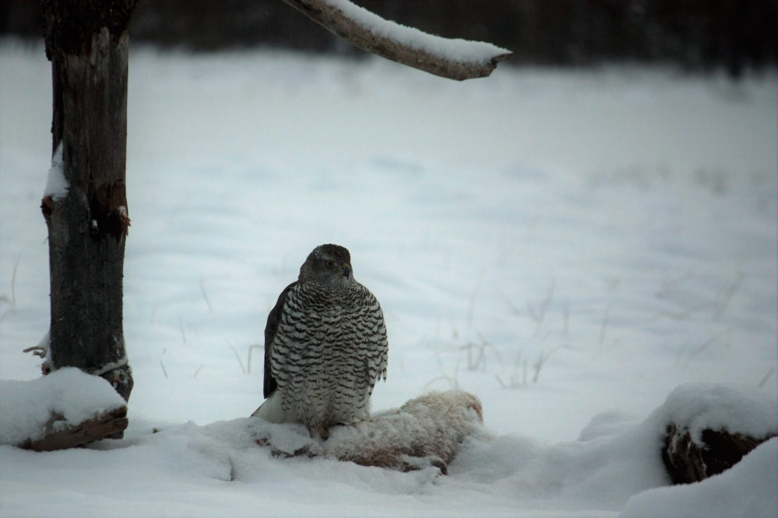 Valokuvaaja: Mikael Kokko