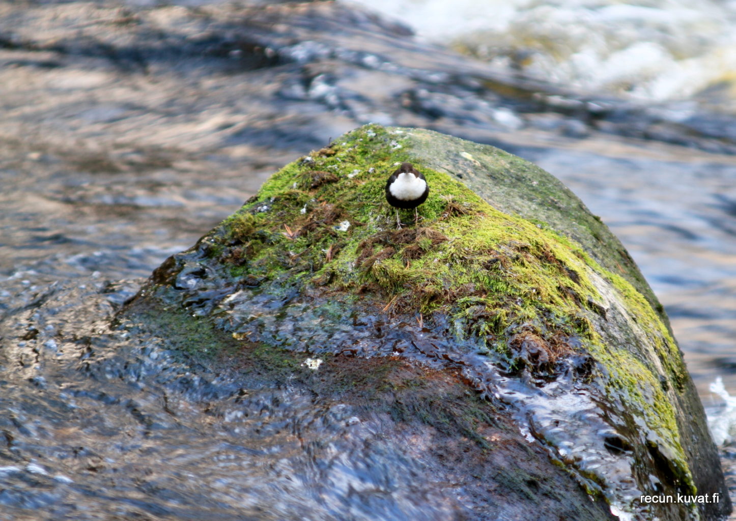 Valokuvaaja: Reijo Reccu Lehtonen