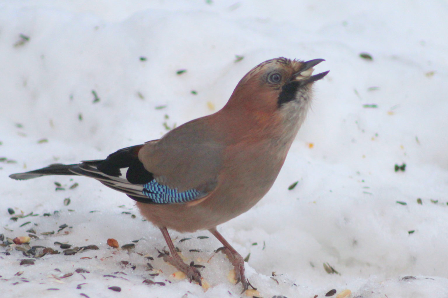 Valokuvaaja: Kaarlo Asikainen