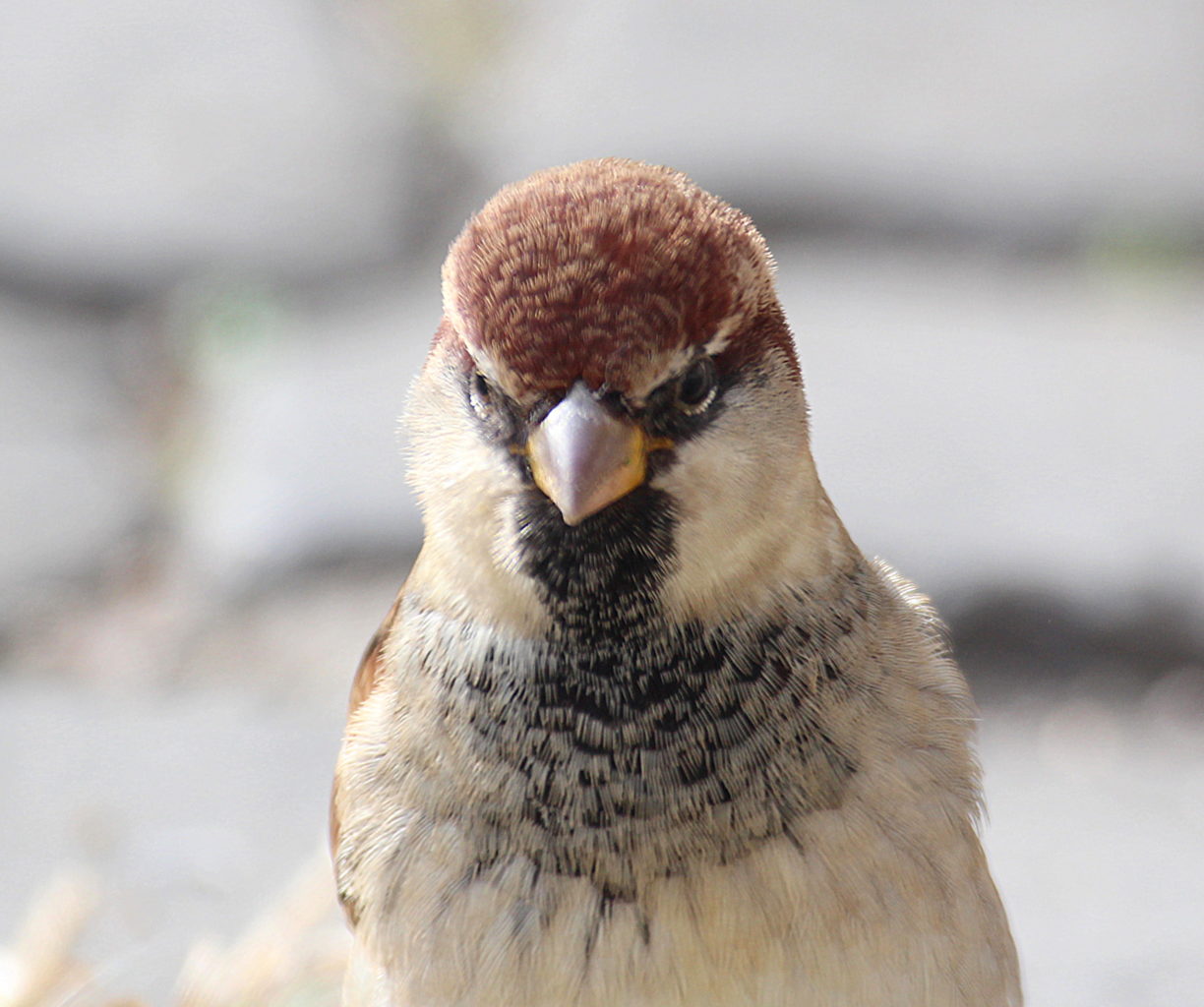 Valokuvaaja: Sirpa Jyske