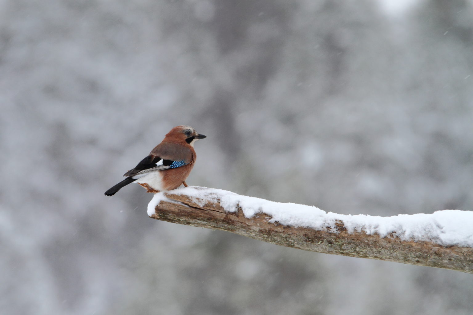 Valokuvaaja: Lasse Kokko