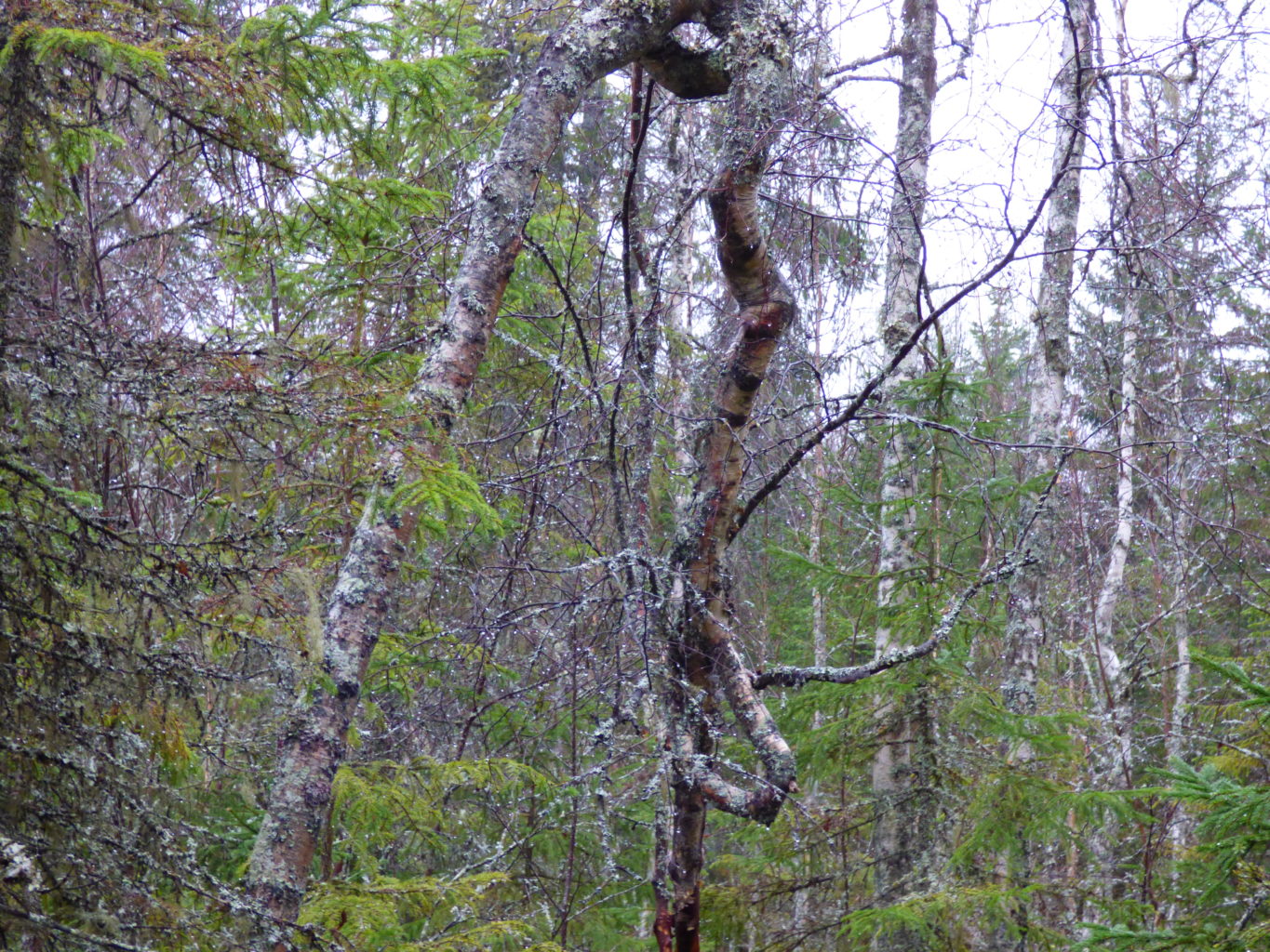 Valokuvaaja: Hannu Rissanen Valokuvaaja: Hannu Rissanen