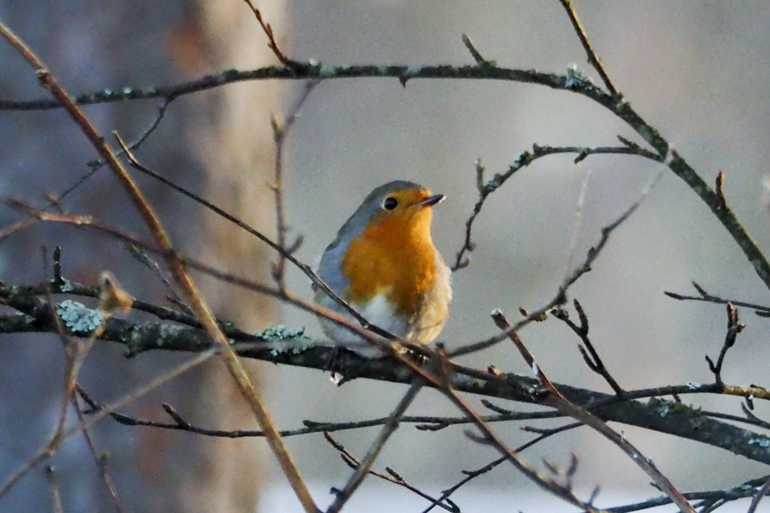 Valokuvaaja: Irja Rajamäki