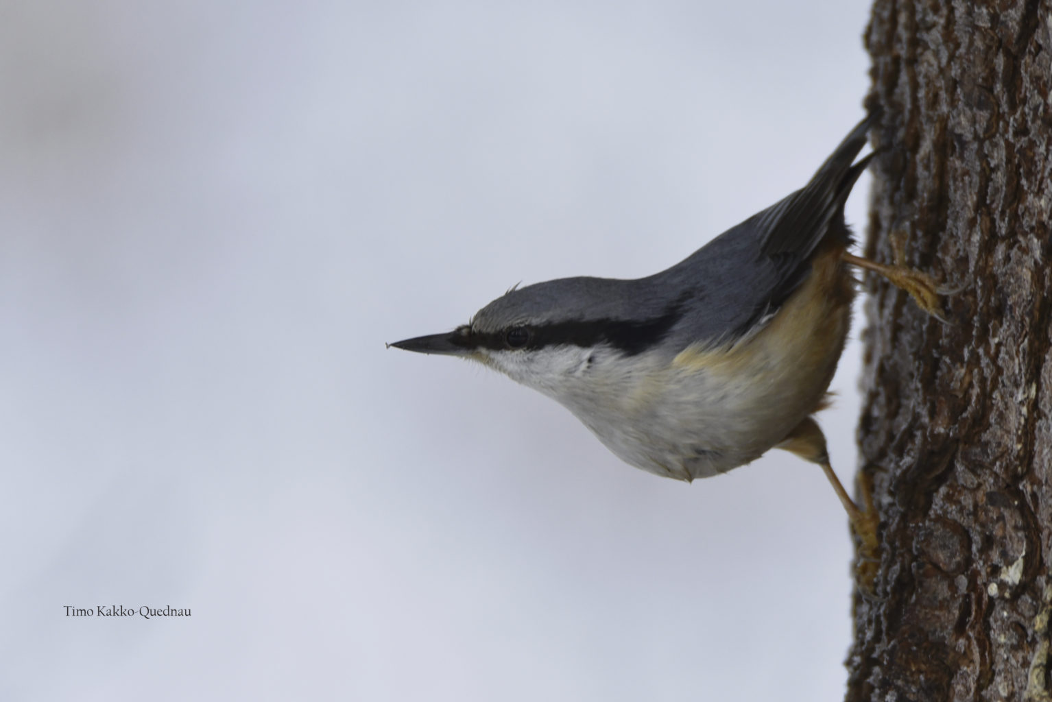 Valokuvaaja: Timo Kakko-Quednau