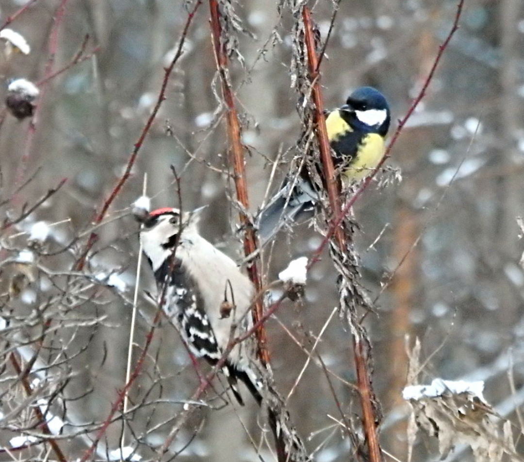 Valokuvaaja: Ulla Väisänen