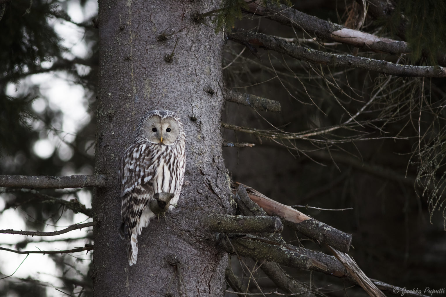 Valokuvaaja: Jaakko Puputti
