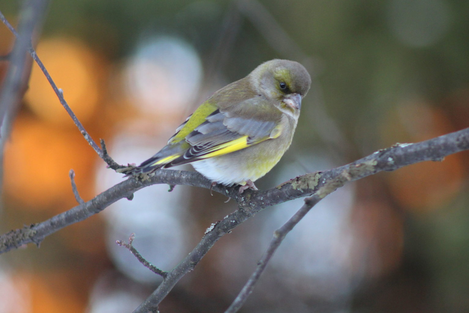 Valokuvaaja: Kaarlo Asikainen