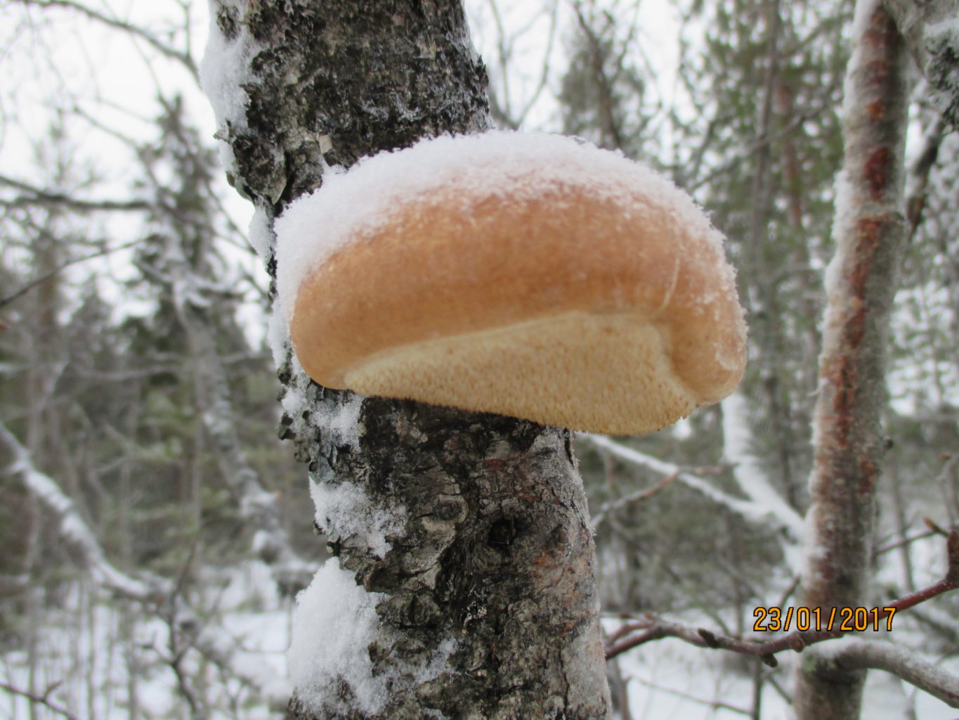 Valokuvaaja: yrjo lukkari