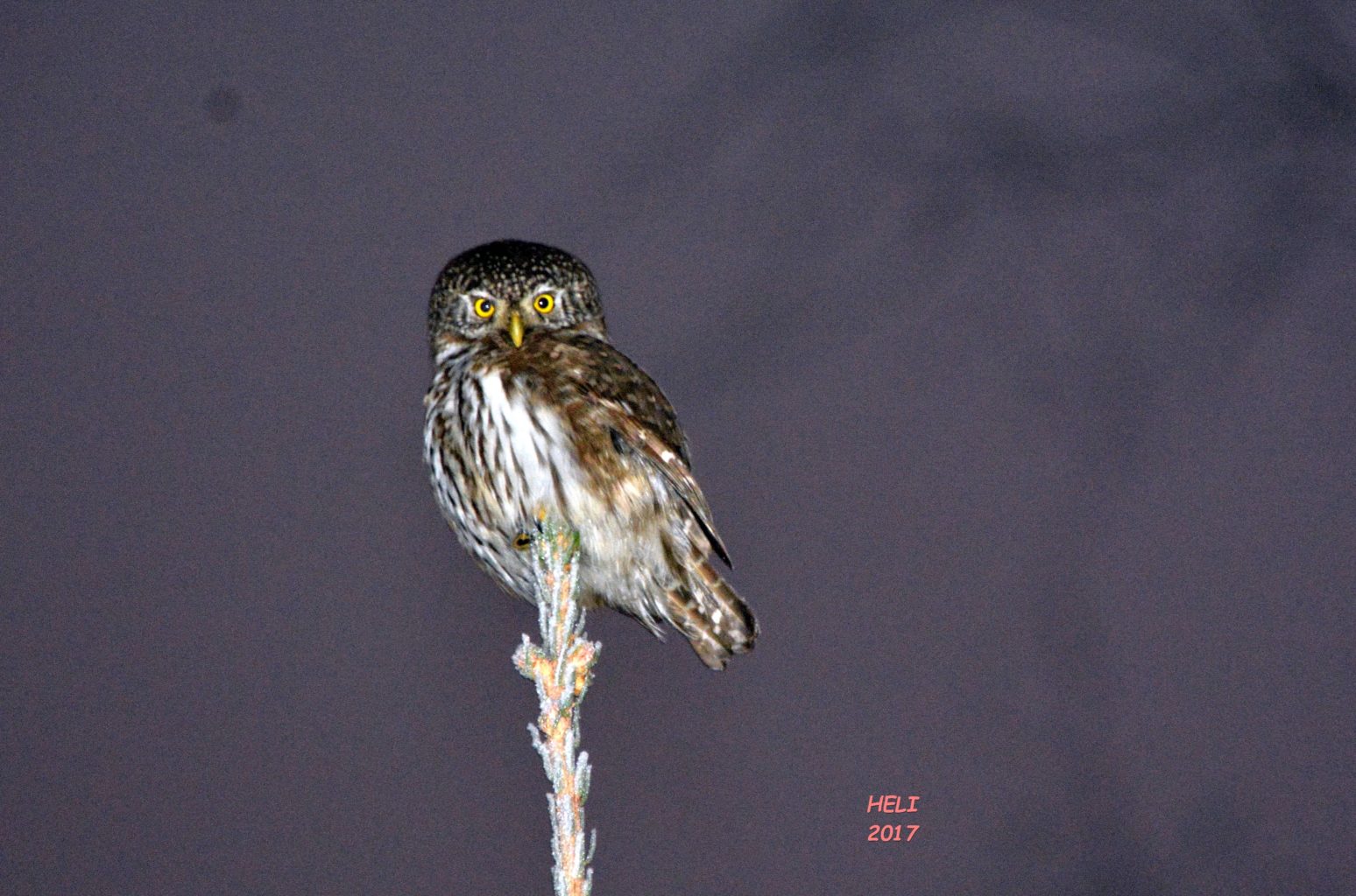 Valokuvaaja: Heli Korhonen