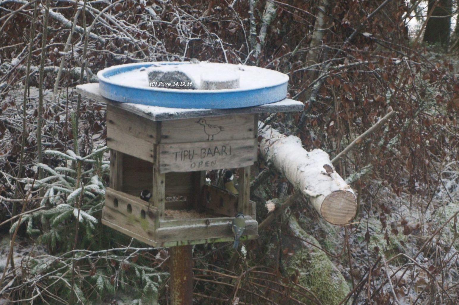 Valokuvaaja: Päivi Vilenius