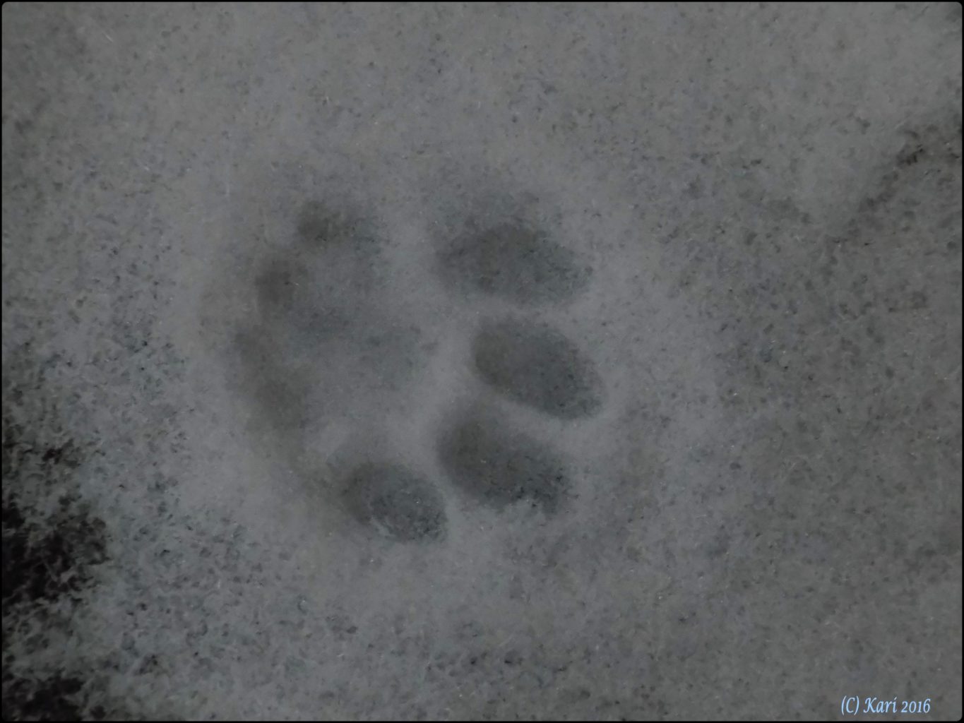 Valokuvaaja: Kari Saarinen Valokuvaaja: Kari Saarinen