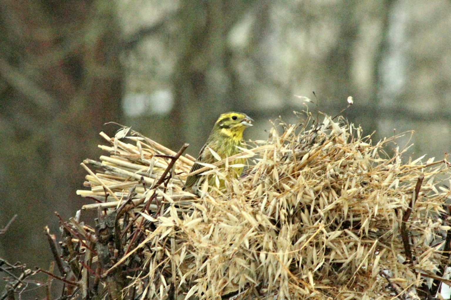 Valokuvaaja: Miia Pesu