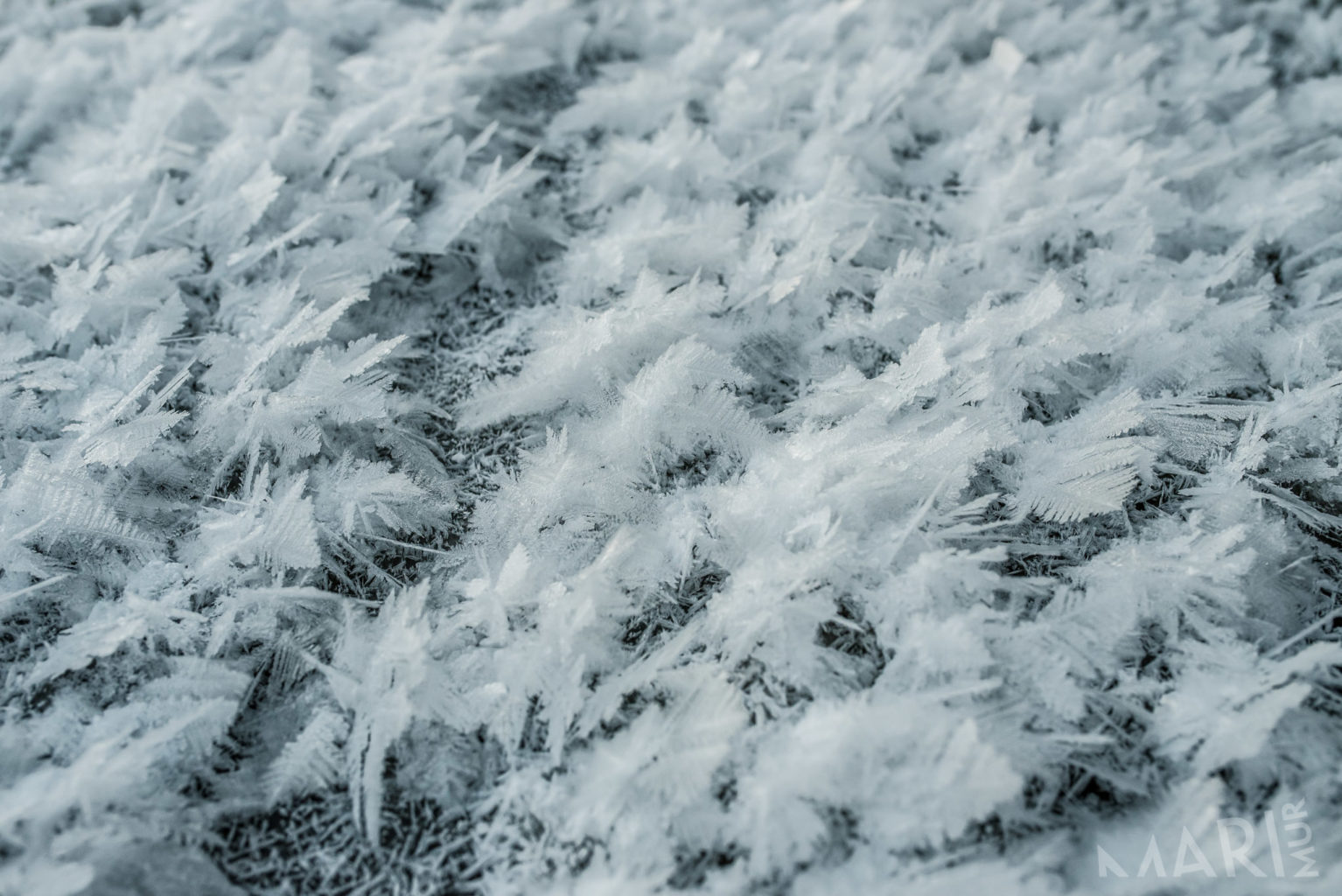 Valokuvaaja: Mari Laukkanen