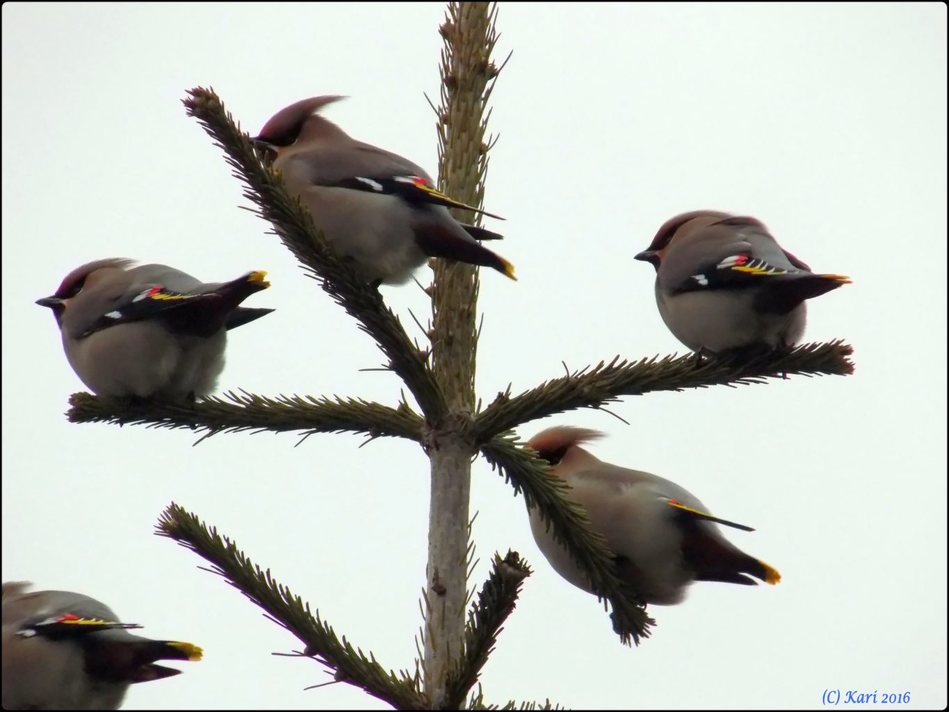 Valokuvaaja: Kari Saarinen Valokuvaaja: Kari Saarinen