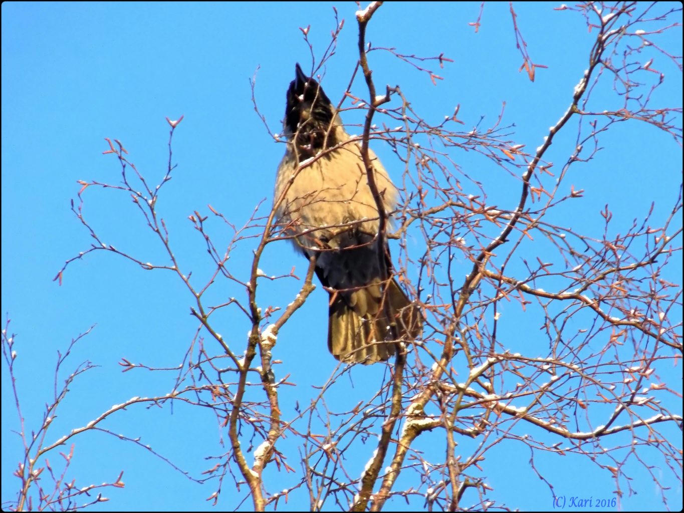 Valokuvaaja: Kari Saarinen