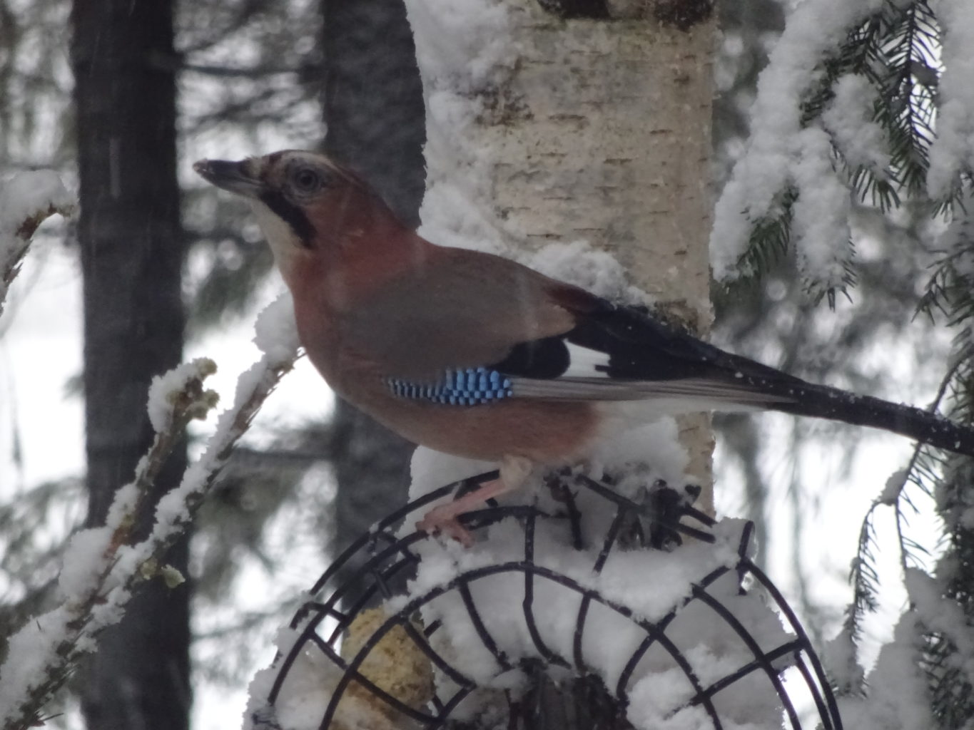 Valokuvaaja: Anja Mustamaa