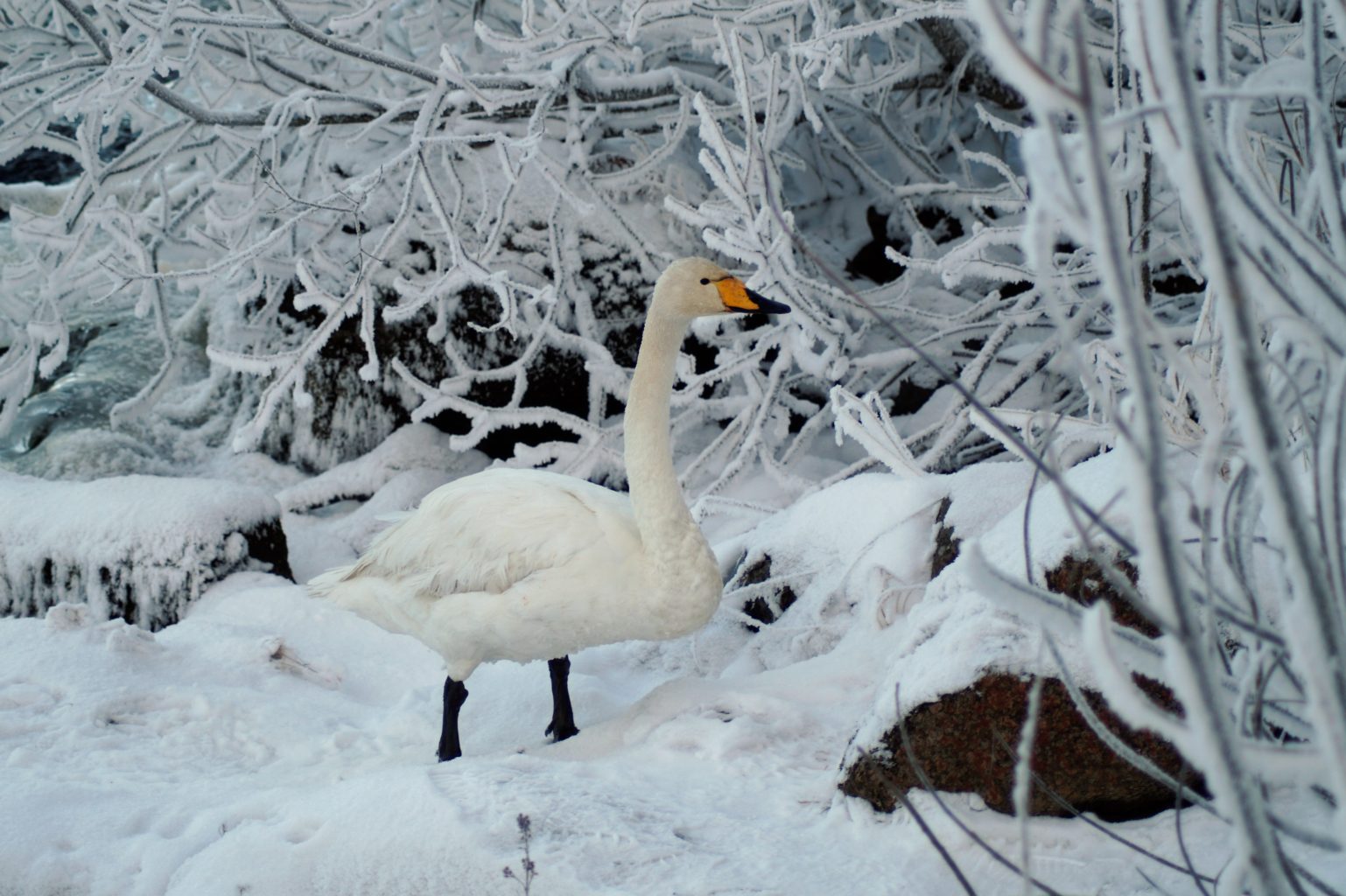 Valokuvaaja: Maarit Siitonen