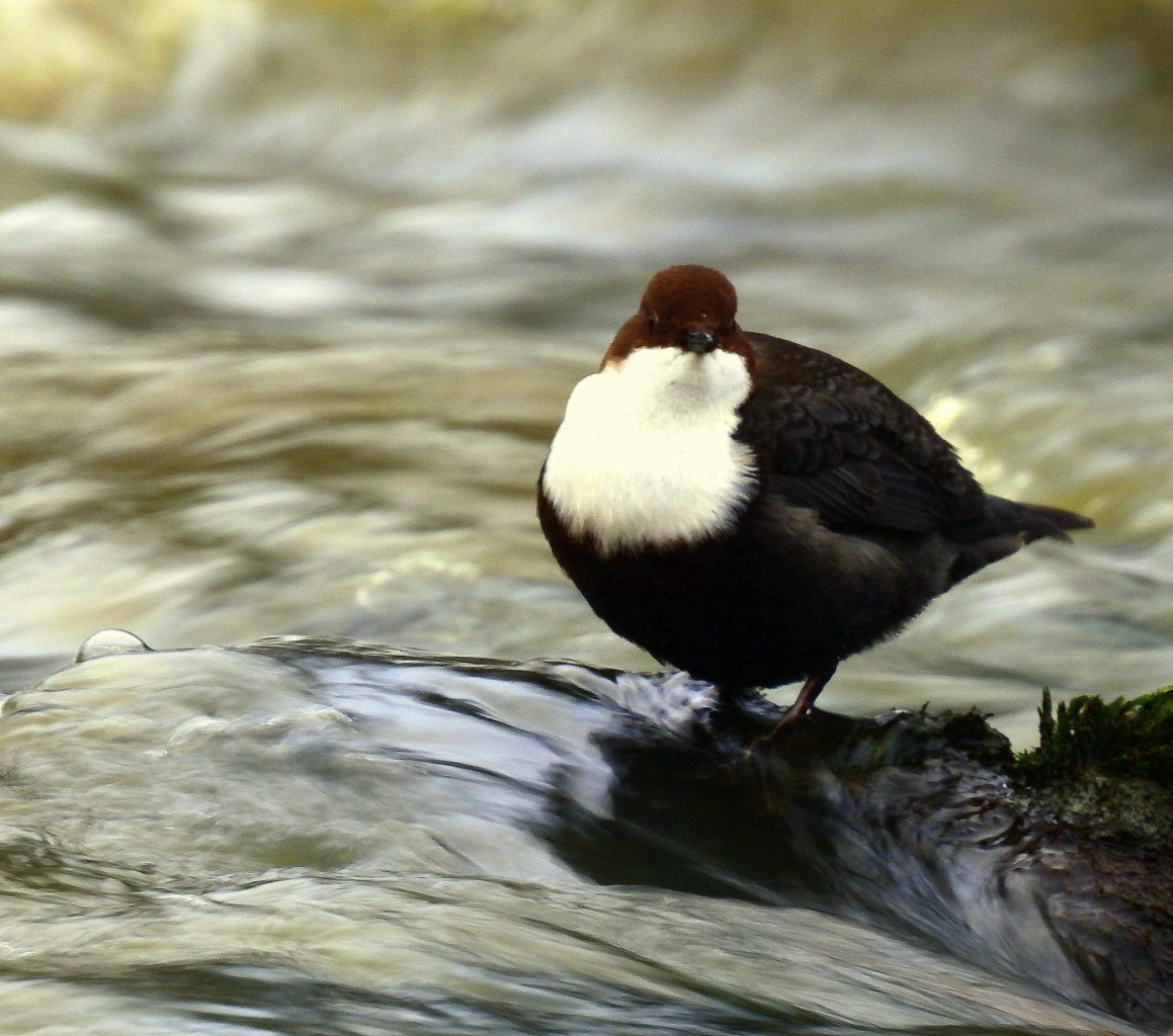 Valokuvaaja: Kari Pirttilä Valokuvaaja: Kari Pirttilä