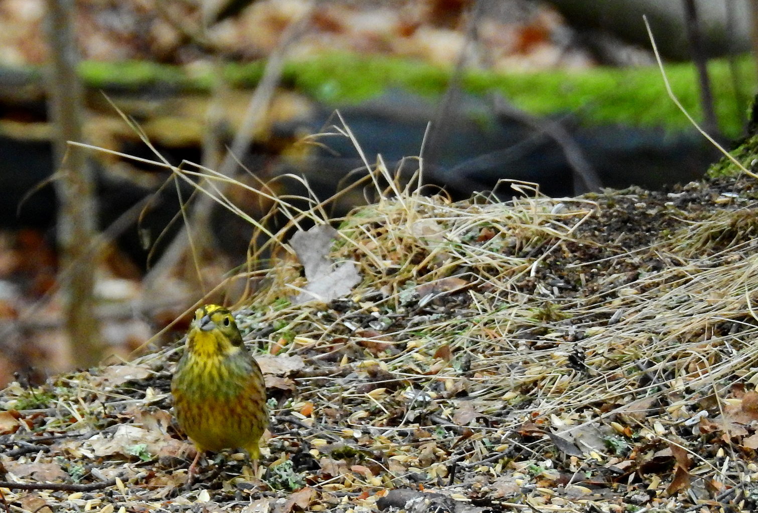 Valokuvaaja: Kari Pirttilä
