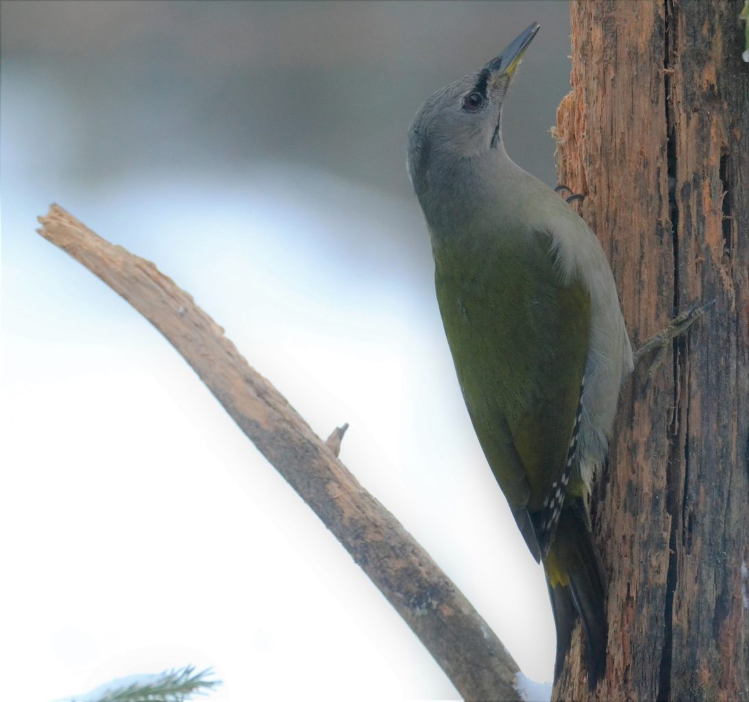 Valokuvaaja: satu välimaa Valokuvaaja: satu välimaa