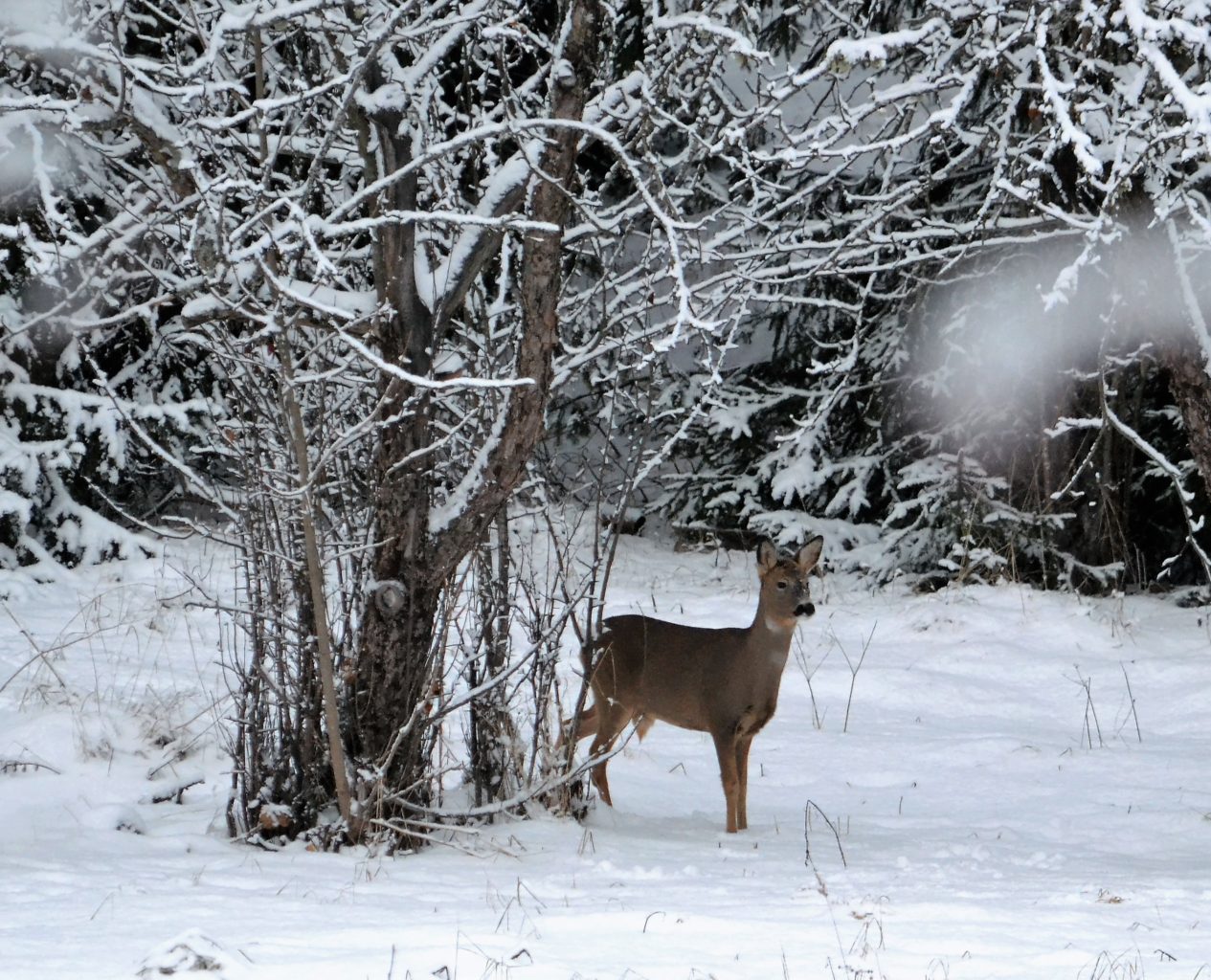 Valokuvaaja: satu välimaa
